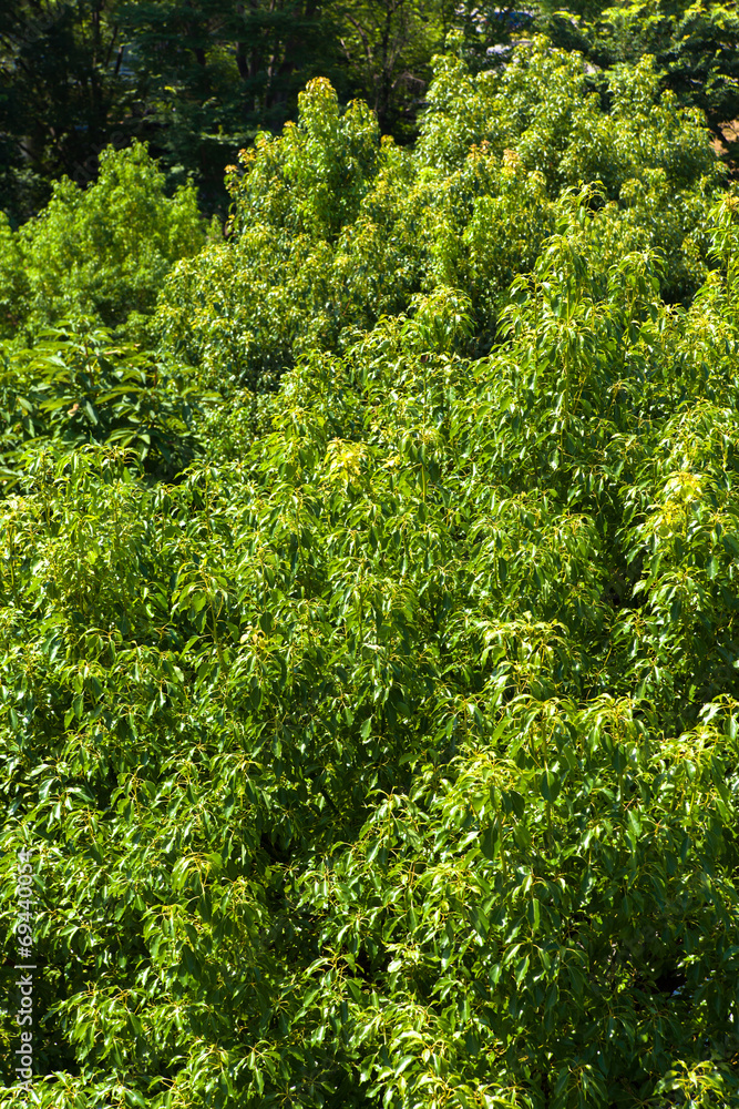 Color of the bright leaves of camphor tree