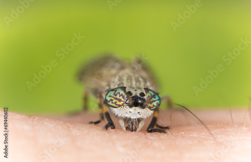 Common horsefly, haematopota pluvialis sucking blood photo