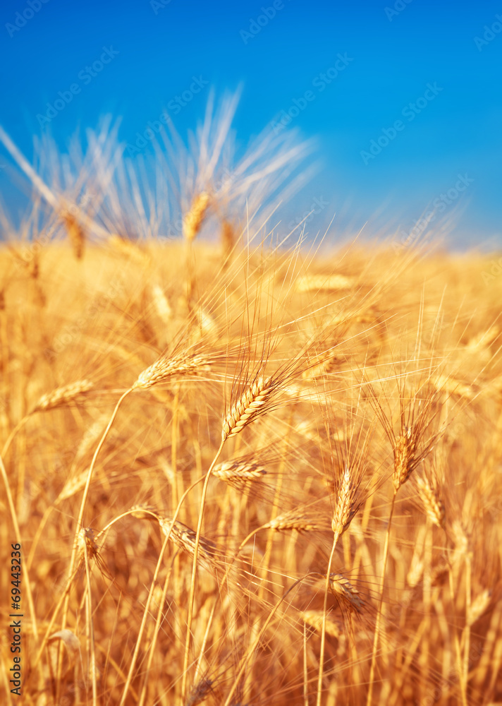 Wheat field landscape