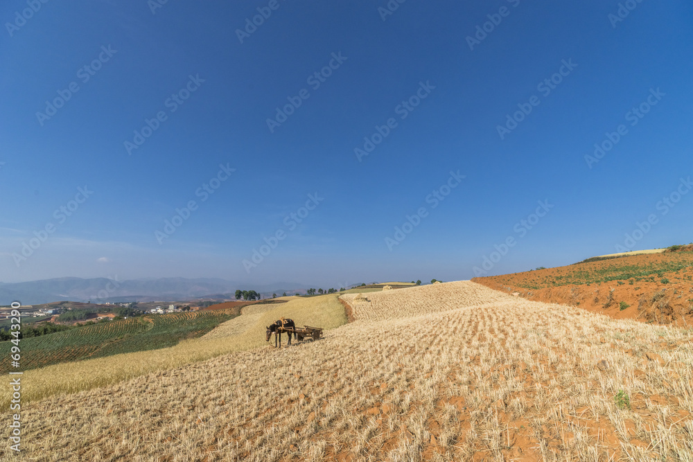 Fototapeta premium landscape