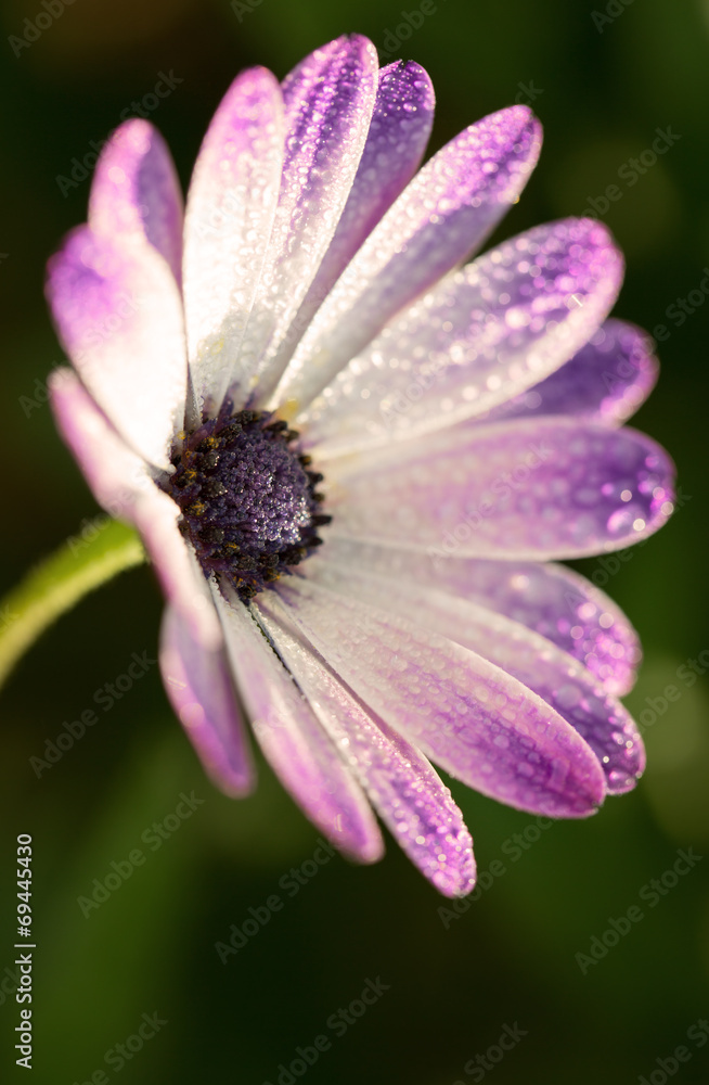 Pink Gerber daisy macro with water droplets on the petals.. Extr Pink Gerber daisy macro with water droplets on the petals.. Extr