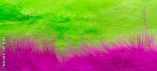 Pink and green Feather background, close up