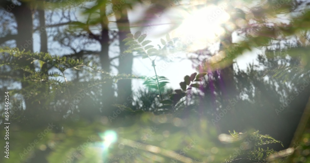 4K, Sunbeams through fern, wee and trees 4K, Sunbeams through fern, wee and trees