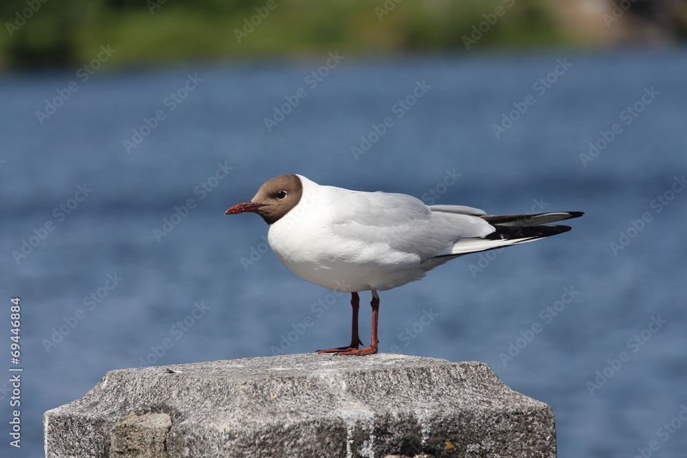 The seagull on the stone. The embankment of Vyborg City. The seagull on the stone. The embankment of Vyborg City.