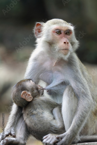 Mother monkey with her cute baby