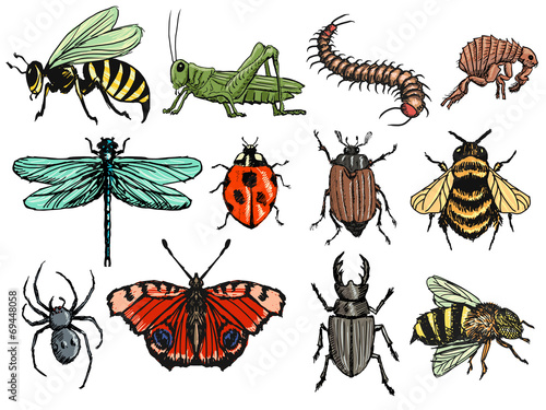 insects