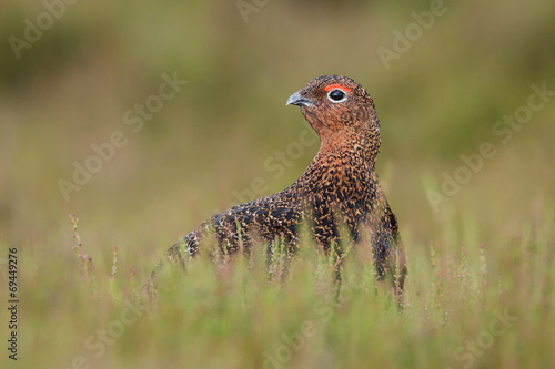 Tablou canvas Red grouse on the Moors