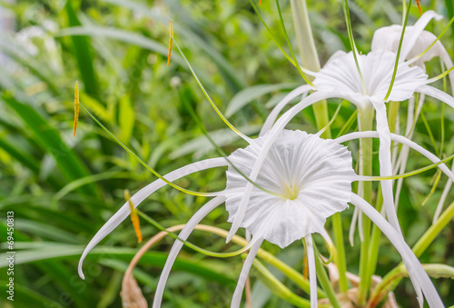 Fototapeta Naklejka Na Ścianę i Meble -  Close up of beautiful white flowers