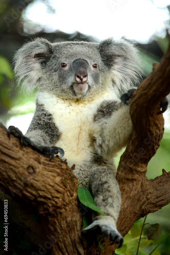 Fototapeta Naklejka Na Ścianę i Meble -  Cute Koala bear sitting on tree