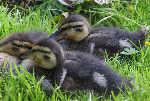 baby mallard ducks © kim