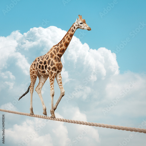 Tableau sur toile Giraffe balancing on a tightrope