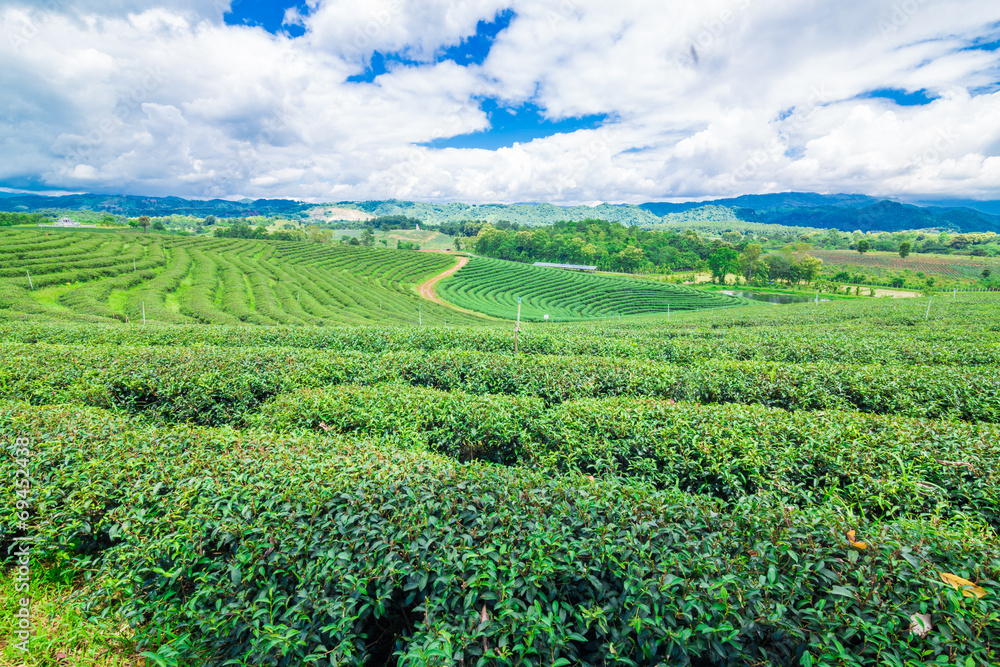Tea plantation against blue sky, Green leave