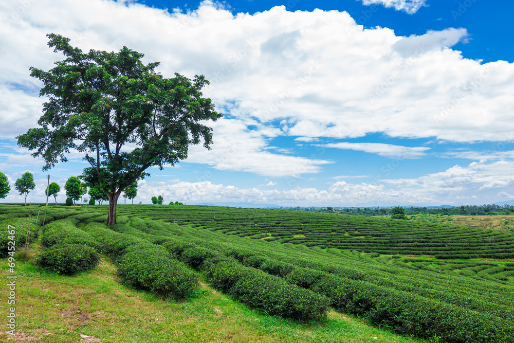 Tea plantation against blue sky, Green leave