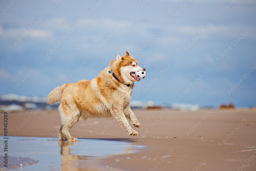 playful siberian husky dog on the beach