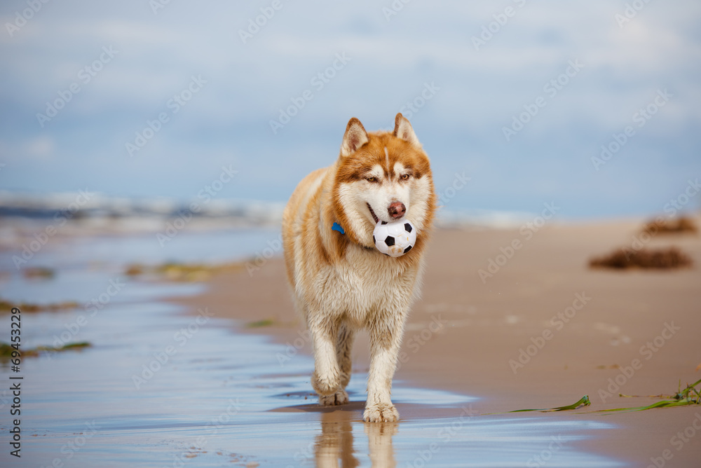 adorable siberian husky dog with a ball adorable siberian husky dog with a ball