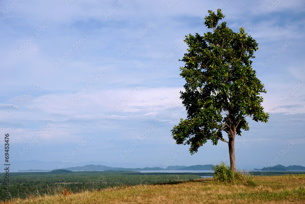 Lonely tree on the hill and blue sky Lonely tree on the hill and blue sky
