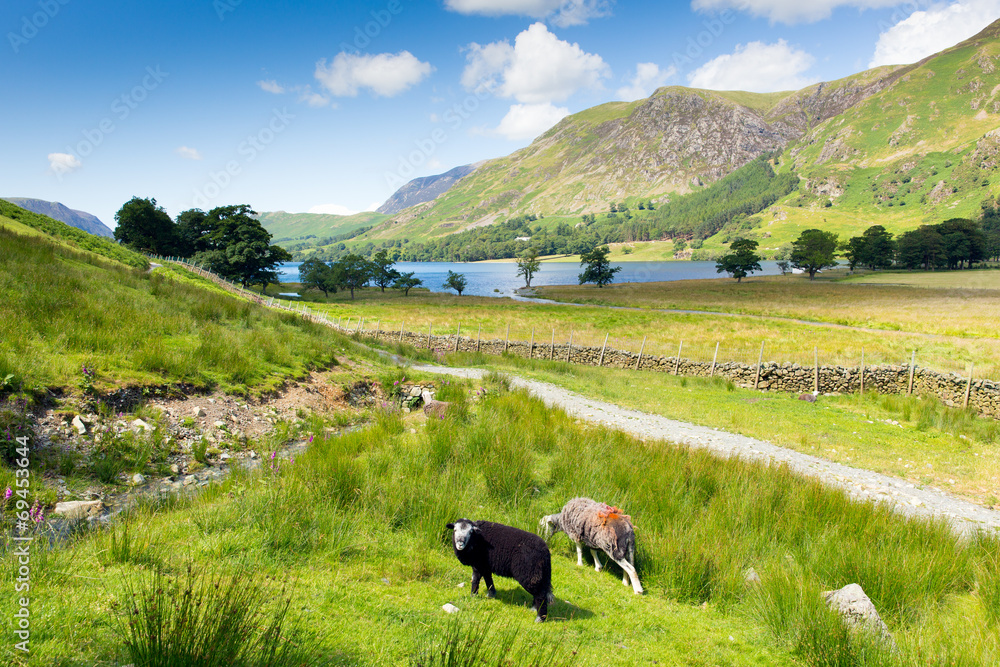Fototapeta premium Herdwick sheep Buttermere Lake District Cumbria England uk