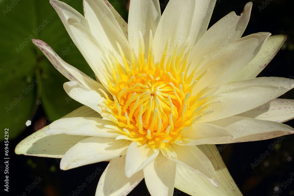 Lotus flower - while flower in the nature Lotus flower - while flower in the nature