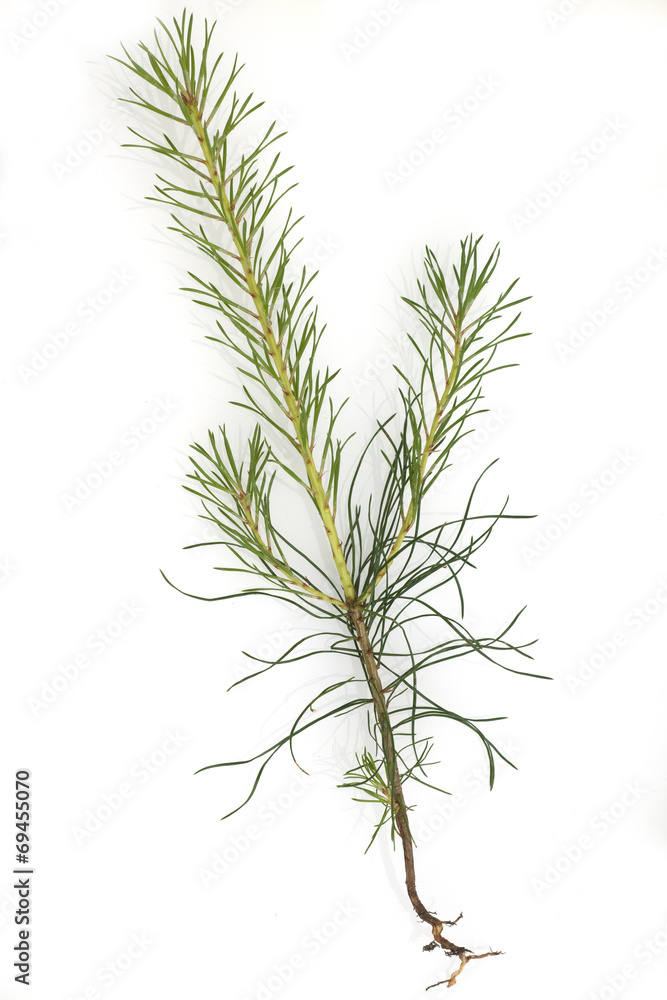 Kiefersproessling, Kiefer; Pinus; sylvestris; Kiefersproessling, Kiefer; Pinus; sylvestris;