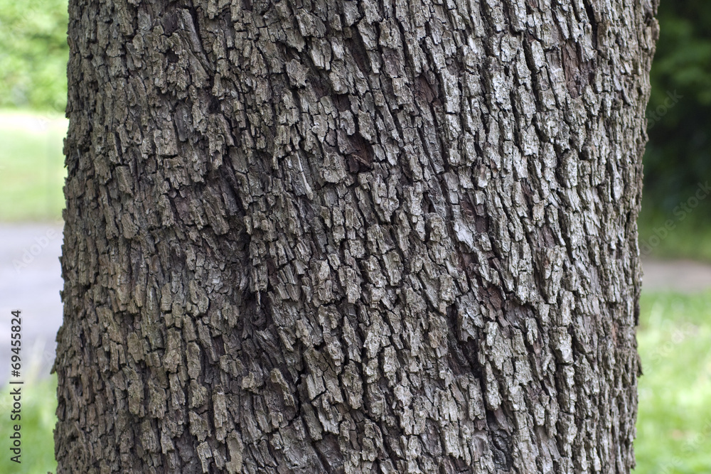 Fototapeta premium Speierling; Sorbus; domestica; Stamm, Rinde