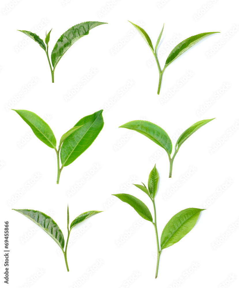 Green tea leaf isolated on white background Green tea leaf isolated on white background