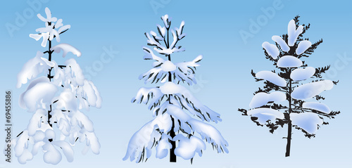 three firs and pines in snow on blue background