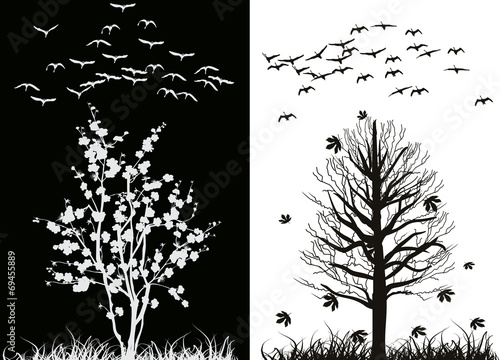 swans at spring and fall