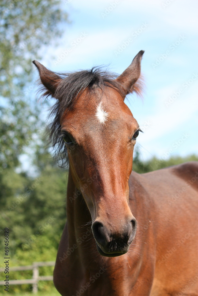 Obraz premium Cute bay foal portraity in summer