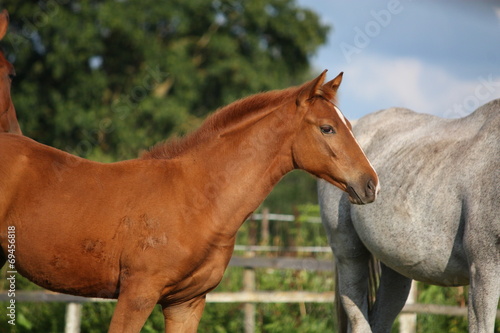 Cute chestnut foal © virgonira