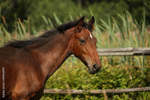 Cute bay foal portraity in summer