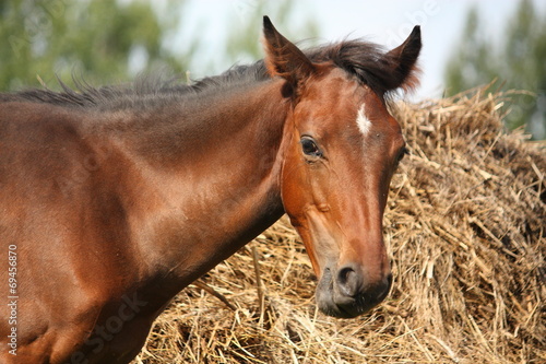 Brown foal eating dry hay in summer