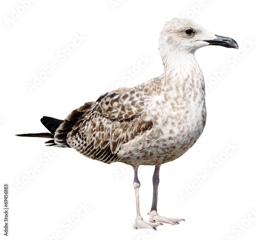 Grey Seagull isolated on white background