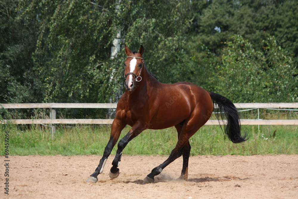 Beautiful bay horse galloping at the field Beautiful bay horse galloping at the field