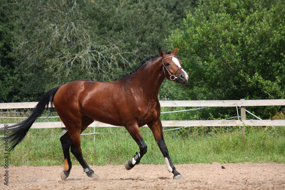 Beautiful bay horse trotting at the field Beautiful bay horse trotting at the field