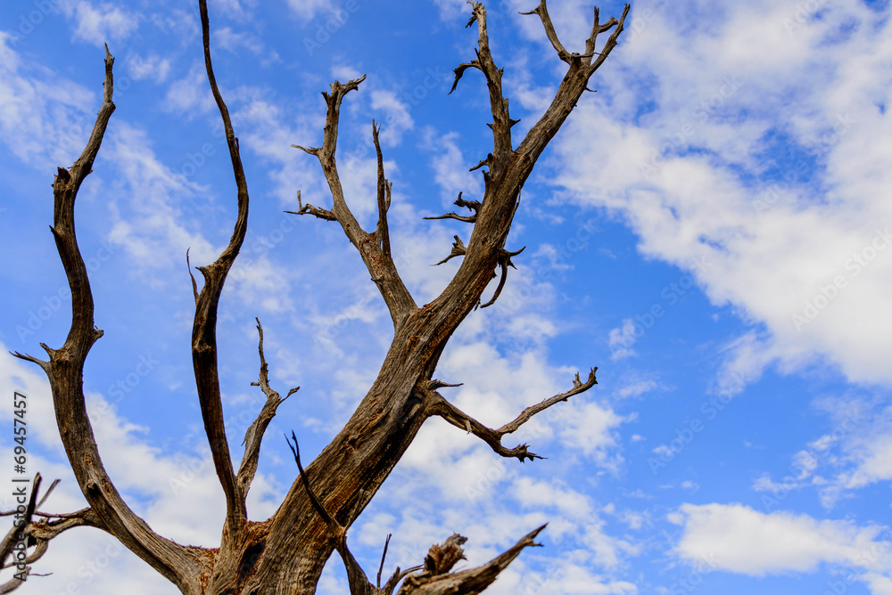 twisting trees and blue sky twisting trees and blue sky