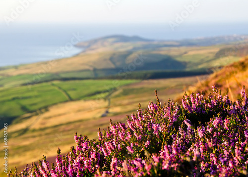Blooming Purple Heather  Fields  sea. Isle of Man