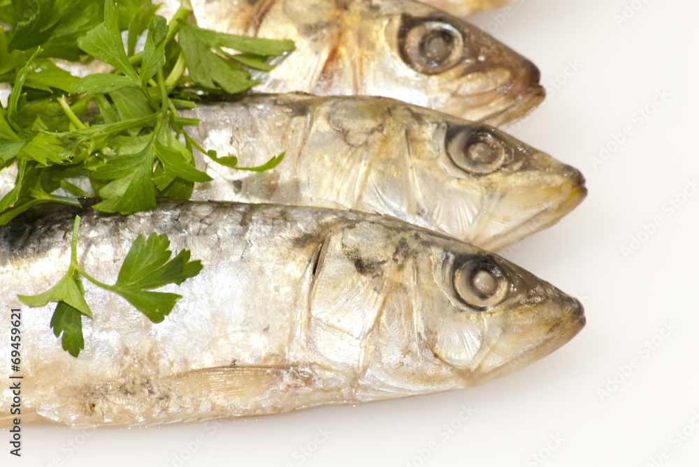 Fresh sardines with parsley leaves Fresh sardines with parsley leaves