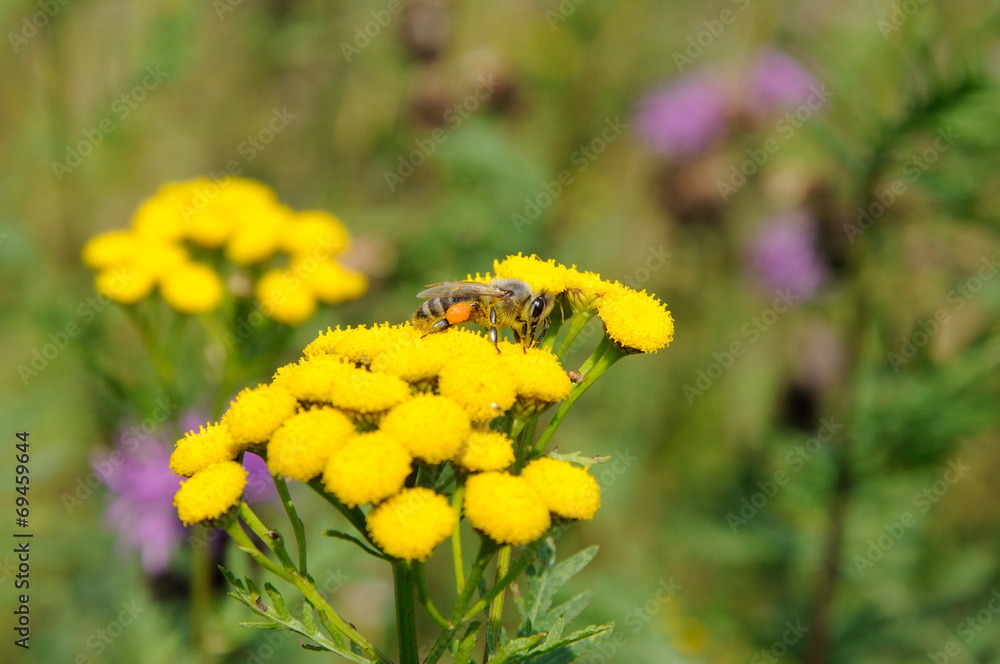 Bee on yellow flowers of tansy Bee on yellow flowers of tansy