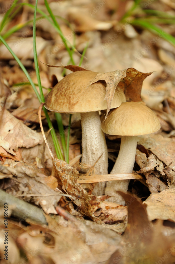 leccinum scabrum mushroom in forest leccinum scabrum mushroom in forest