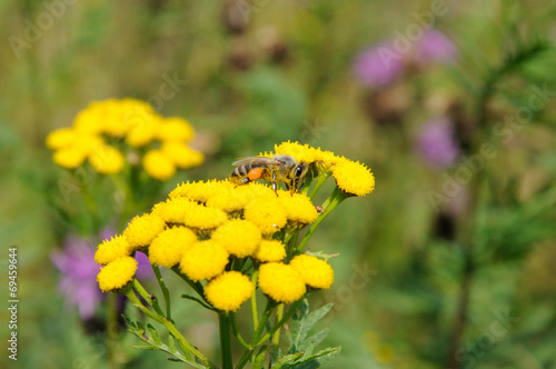 Bee on yellow flowers of tansy