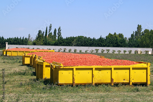 Récolte de tomates industrielles