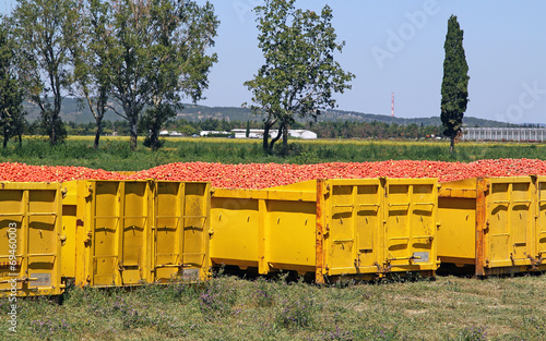 Bennes de tomates pour l'industrie