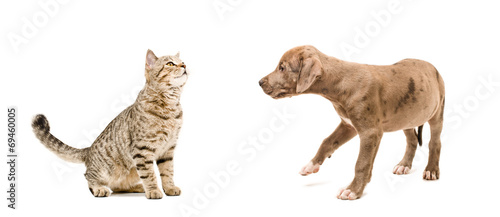 Cat and puppy sniffing each other