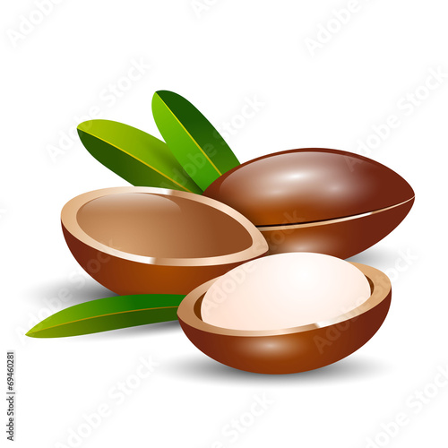 vector illustration argan tree branch on a white background