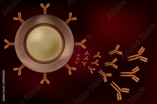 B cell lymphocyte producing antibodies