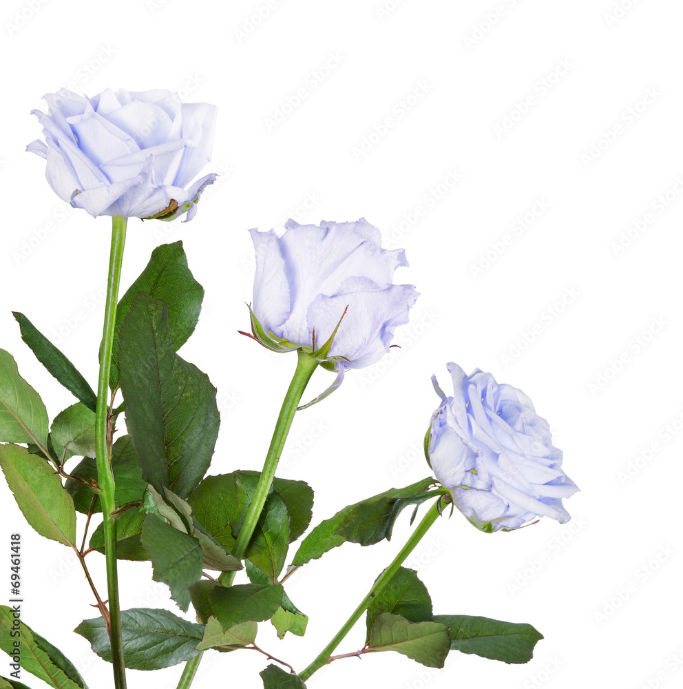 Obraz premium beautiful bunch from three light blue roses