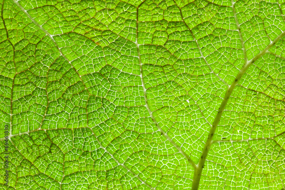 Green Leaf Macro Background Green Leaf Macro Background