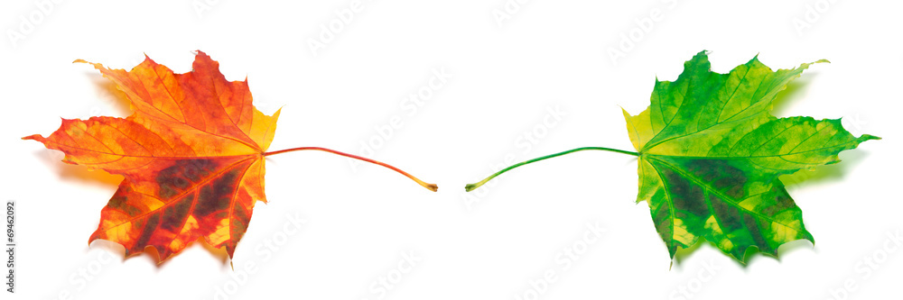 Two maple-leafs orange and green Two maple-leafs orange and green