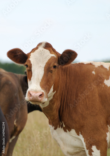 Cow.