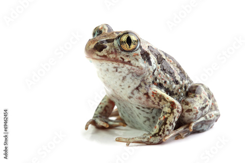 Common Spadefoot (Pelobates fuscus) isolated on white